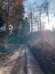 Waldspaziergang