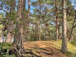 Quelle: Regina Oxenius Wald